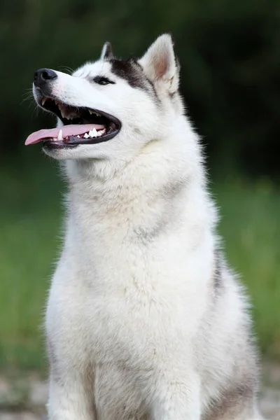 Adorabile Siberian Husky Cane All Aperto — Foto Stock