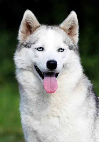 Adorável Siberian Husky Cão Livre — Fotografia de Stock