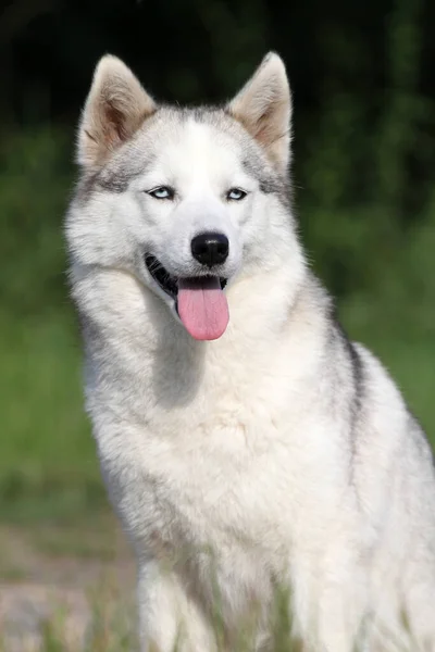 Entzückender Siberian Husky Hund Freien — Stockfoto