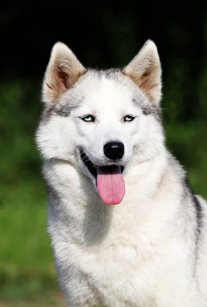 愛らしいシベリアのハスキー犬屋外 — ストック写真