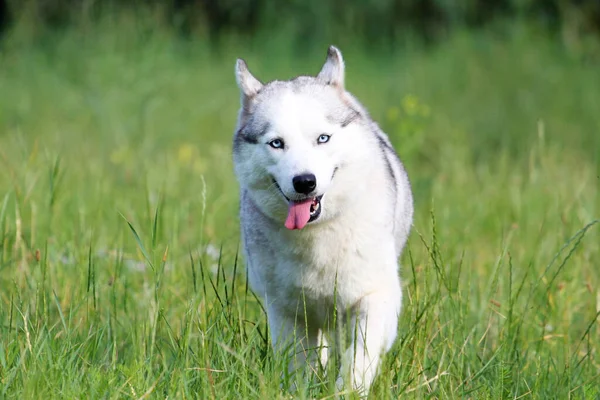 Bedårande Sibiriska Husky Hund Utomhus — Stockfoto