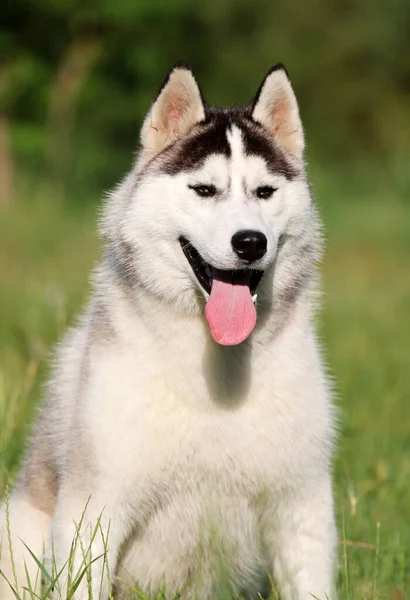 Bedårande Sibiriska Husky Hund Utomhus — Stockfoto