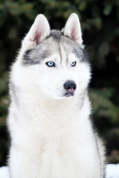 Adorável Siberian Husky Cão Livre — Fotografia de Stock