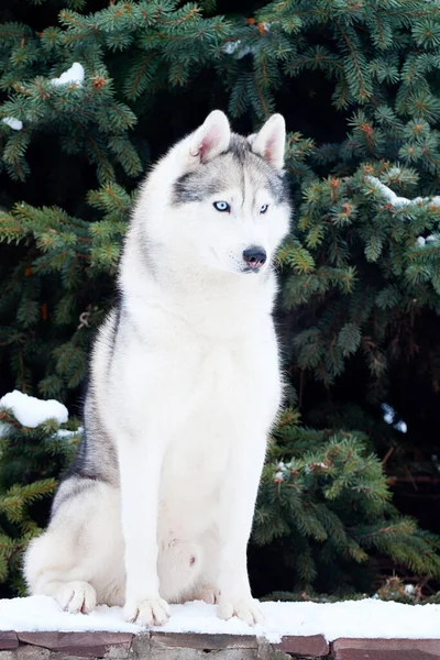 Adorable Perro Husky Siberiano Aire Libre —  Fotos de Stock