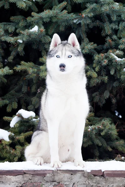 Imádnivaló Szibériai Husky Kutya Szabadban — Stock Fotó