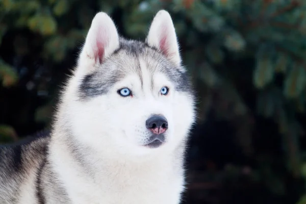 Adorável Siberian Husky Cão Livre — Fotografia de Stock