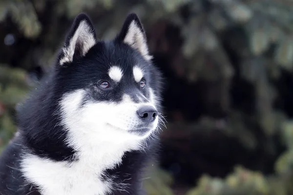 Rozkošný Sibiřský Husky Pes Venku — Stock fotografie