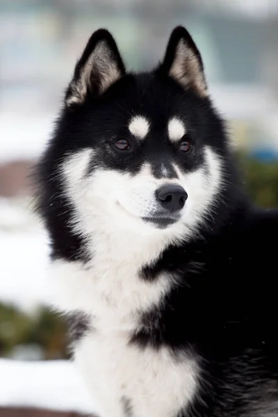 愛らしいシベリアのハスキー犬屋外 — ストック写真