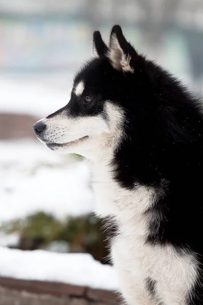 Uroczy Syberyjski Pies Husky Zewnątrz — Zdjęcie stockowe