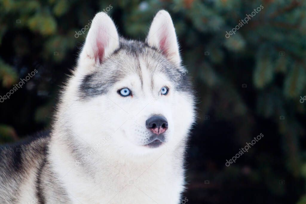 Adorable Siberian Husky dog outdoor