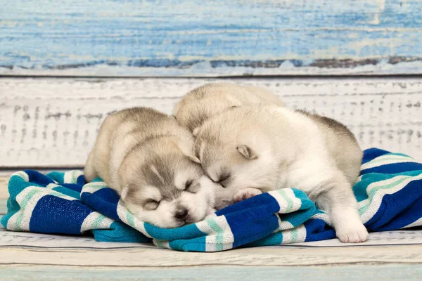 Adorable Siberian Husky Puppies Studio Background — Stock Photo, Image