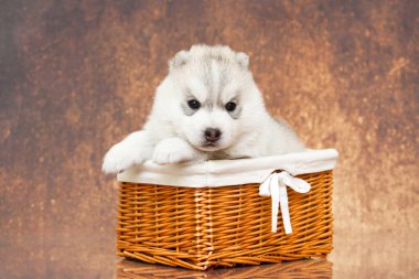 Sevimli Sibirya Husky yavrusu sepette 