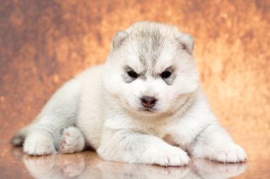 Stüdyonun arka planında sevimli Sibirya Husky köpeği