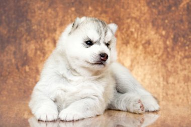 Stüdyonun arka planında sevimli Sibirya Husky köpeği