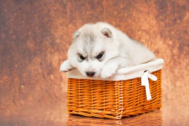 Stüdyonun arka planında sepetteki sevimli Sibirya Husky köpeği.