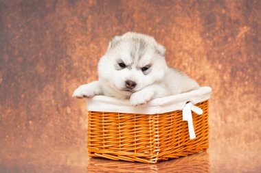 Stüdyonun arka planında sepetteki sevimli Sibirya Husky köpeği.