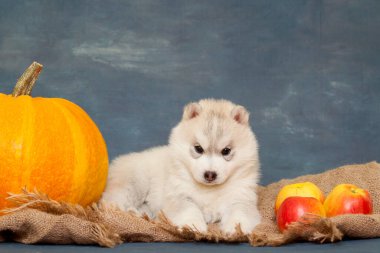 Stüdyo arka planında sevimli Sibirya Husky köpek yavrusu Sonbahar konsepti