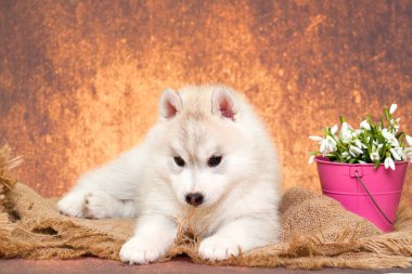 Çiçekli sevimli Sibirya Husky köpeği.