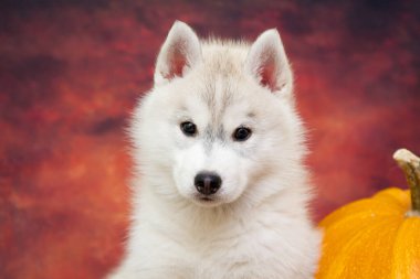 Stüdyonun arka planında sevimli Sibirya Husky köpeği