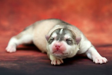 Stüdyonun arka planında sevimli Sibirya Husky köpeği