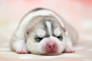 Stüdyonun arka planında sevimli Sibirya Husky köpeği