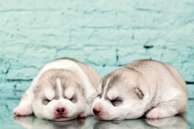 Stüdyo arka planında sevimli Sibirya Husky yavruları