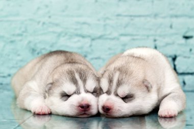 Stüdyo arka planında sevimli Sibirya Husky yavruları