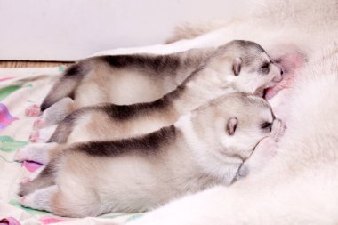 tapılası küçük köpek yavruları