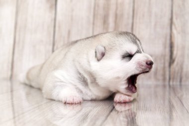 Stüdyonun arka planında sevimli Sibirya Husky köpeği