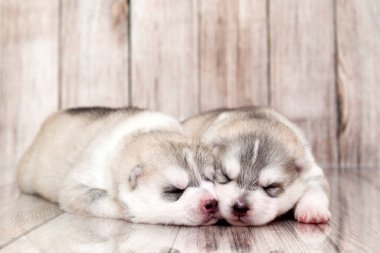 Stüdyo arka planında sevimli Sibirya Husky yavruları