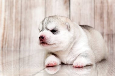 Stüdyonun arka planında sevimli Sibirya Husky köpeği