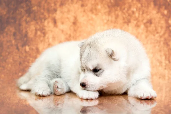 Adorable Cachorro Husky Siberiano Fondo Del Estudio — Foto de Stock