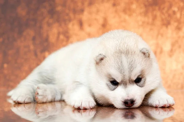 Adorable Cachorro Husky Siberiano Fondo Del Estudio — Foto de Stock