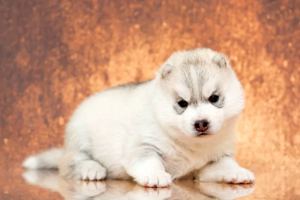 Adorable Chiot Husky Sibérien Sur Fond Studio — Photo