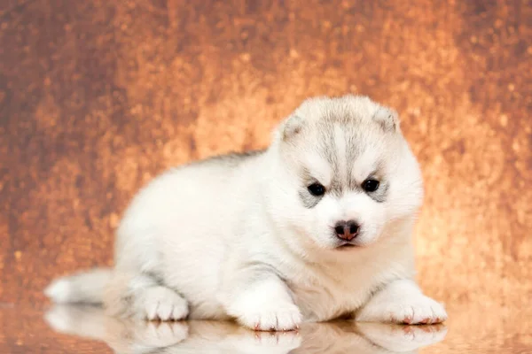 Rozkošné Sibiřské Husky Štěně Pozadí Studia — Stock fotografie