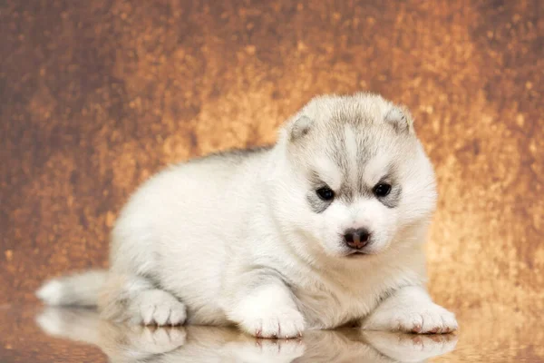 Rozkošné Sibiřské Husky Štěně Pozadí Studia — Stock fotografie