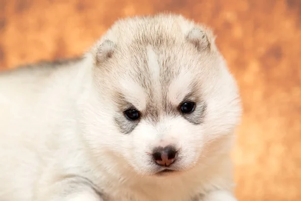 Adorable Chiot Husky Sibérien Sur Fond Studio — Photo