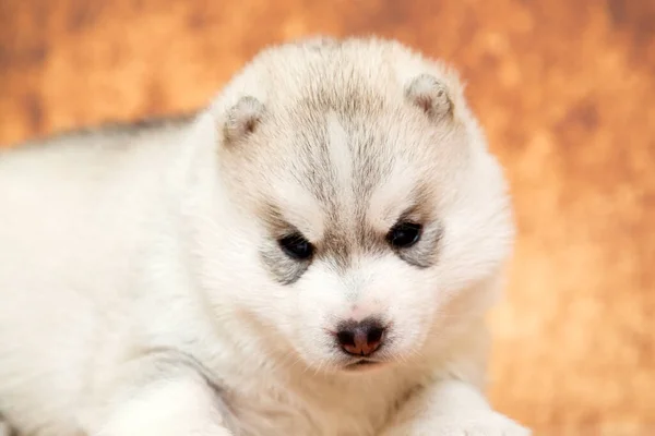 Αξιολάτρευτο Κουτάβι Σιβηρίας Husky Φόντο Στούντιο — Φωτογραφία Αρχείου