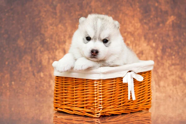 Adorable Siberian Husky Puppy Basket — Stock Photo, Image