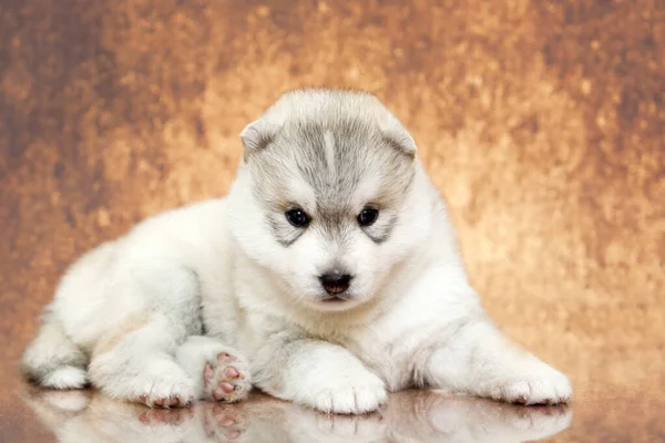 Adorable Cachorro Husky Siberiano Fondo Del Estudio — Foto de Stock