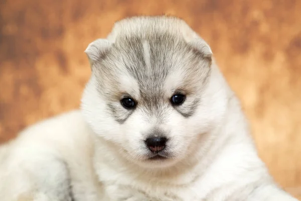 Entzückender Siberian Husky Welpe Auf Studiohintergrund — Stockfoto