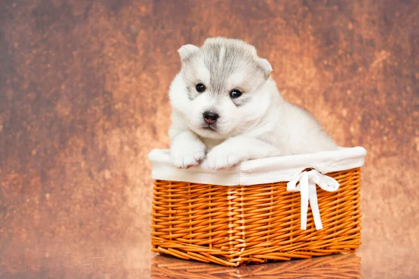 Anjing Siberian Husky Yang Manis Dalam Keranjang — Stok Foto