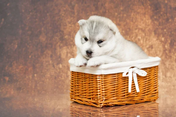 Adorable Siberian Husky Puppy Basket — Stock Photo, Image