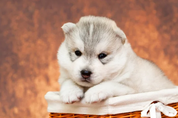 Adorable Siberian Husky Puppy Basket — Stock Photo, Image