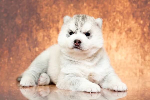 Schattige Siberische Husky Puppy Studio Achtergrond — Stockfoto