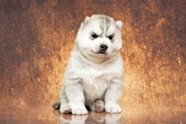 Schattige Siberische Husky Puppy Studio Achtergrond — Stockfoto