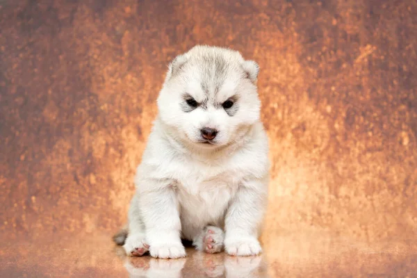 Adorable Siberian Husky Puppy Studio Background — Stock Photo, Image