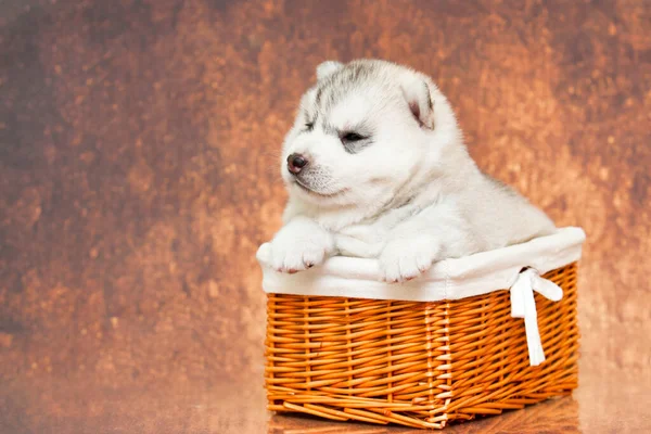 Adorabile Cucciolo Siberiano Husky Nel Cestino Sullo Sfondo Dello Studio — Foto Stock