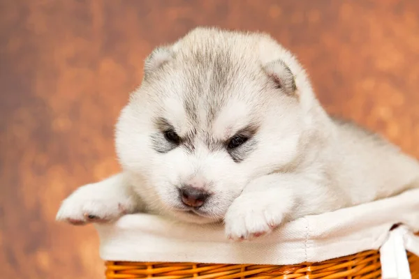 Adorable Siberian Husky Puppy Basket Studio Background — Stock Photo, Image