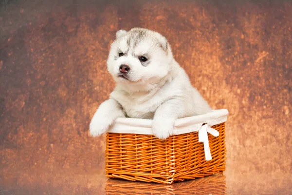 Adorable Siberian Husky Puppy Basket Studio Background — Stock Photo, Image